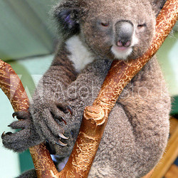 koala