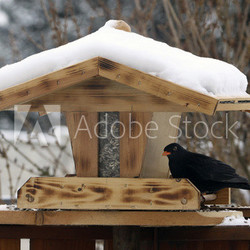 Vogelhaus mit Amsel
