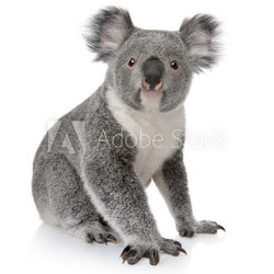 Side view of Young koala, Phascolarctos cinereus, sitting