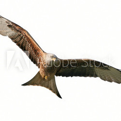 Rotmilan freigestellt