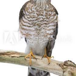Sperber (Accipiter nisus)
