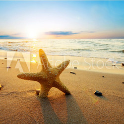 Starfish on the beach