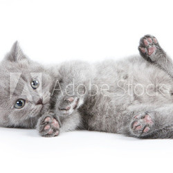British kitten on white background