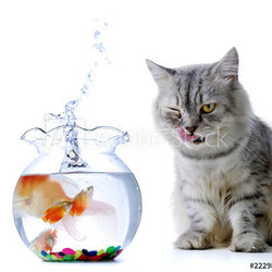 cat and fish