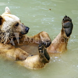 schwimmender Bär