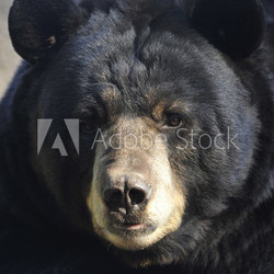 male adult american black bear close up, california