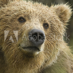 Brown Bear in the rain. McNeil River, Alaska.