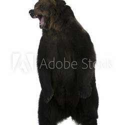 Grizzly bear, 10 years old, standing upright
