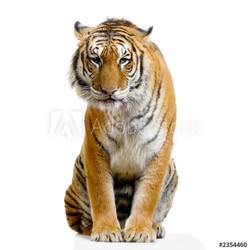 tigre assis sur son socle