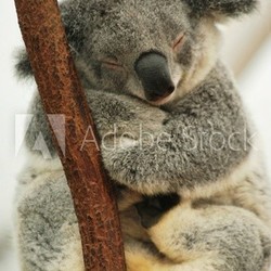 sleeping Koala 4