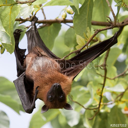 Flughund - Flying fox - Fruit bat