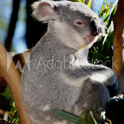 koala at australia zoo
