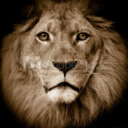 Lion portrait