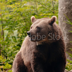 Brown bear