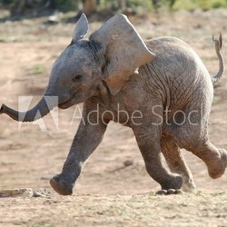 Baby Elephant Running