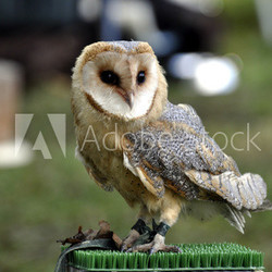 Schleiereule - Raubvogel