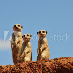 Drei Erdmännchen schauen uns an