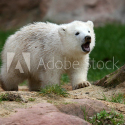 Eisbärbaby Flocke brüllt