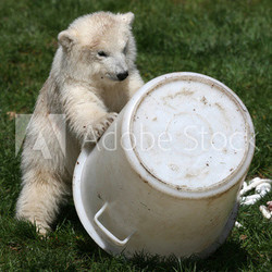 Eisbär Flocke spielt mit Eimer