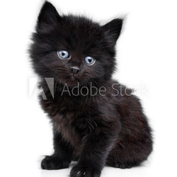 Black little kitten sitting down, white background