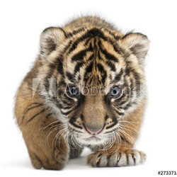 Sumatran Tiger cub, Panthera tigris sumatrae, 3 weeks old