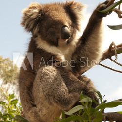 koala up a tree