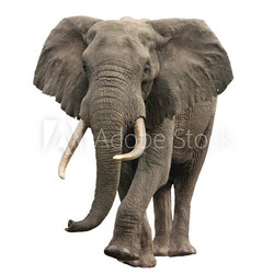 elephant approaching isolated