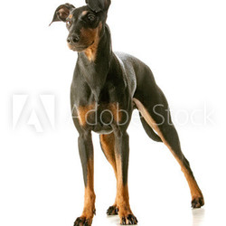 manchester terrier