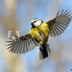 Frontal view of flying Blue Tit