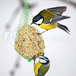 Great Tit and Blue Tit at the fat ball