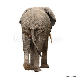 elephant walking away