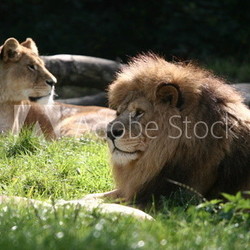 lion et lionne