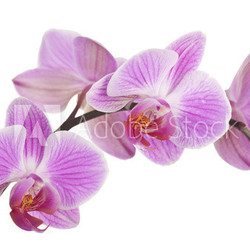 Orchidee (light pink) #4