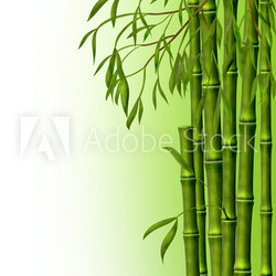 Бамбуковая роща, фон из стеблей бамбука