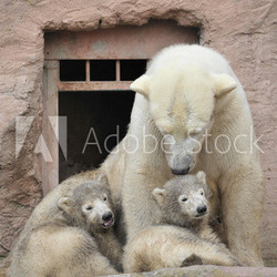 Eisbärin mit Jungen