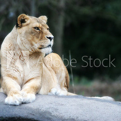 lioness staring away