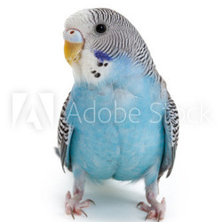 blue budgie