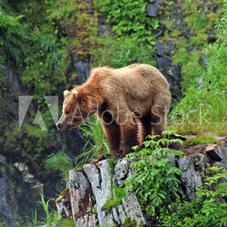 Grizzly Bear in the Wilderness