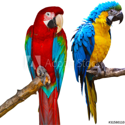 Ara Parrots