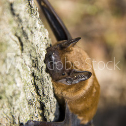 Common Noctule (Nyctalus noctula)