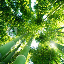 bamboo forest