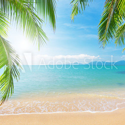 Palm and tropical beach