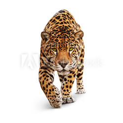 Jaguar - animal front view, isolated on white, shadow