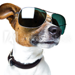 DOG with SHADES