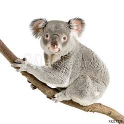 koala