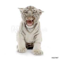 tigre blanc de 3 semaines