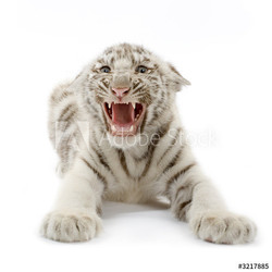 tigre blanc de 3 semaines