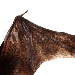 Flügel einer Fledermaus