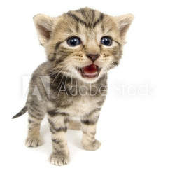 crying kitten on white background
