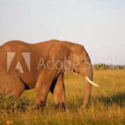 African elephant in the Serengeti National Park, Tanzania